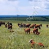 стадо КРС герефордской породы