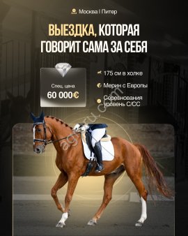 Babilon , мерин , выездковый с Европы