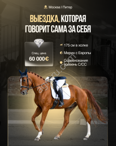 Babilon , мерин , выездковый с Европы