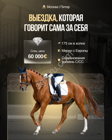 Babilon , мерин , выездковый с Европы