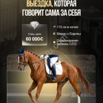 Babilon , мерин , выездковый с Европы