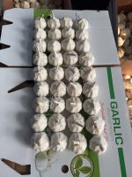 <strong>Чеснок</strong>