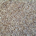 Крупа перловая