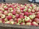 Яблоки оптом от производителя.