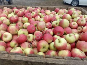 Яблоки оптом от производителя.