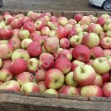 Яблоки оптом от производителя.