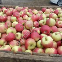 Яблоки оптом от производителя.