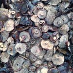 Груздь черный соленый. Грибы