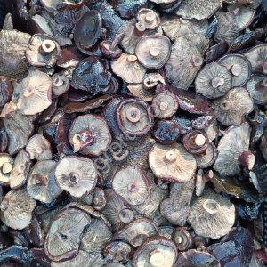 Груздь черный соленый. Грибы