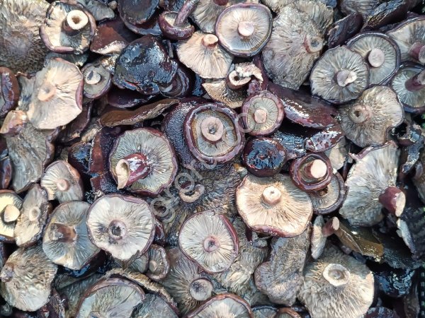 Груздь черный соленый. Грибы