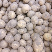 Семенной картофель Коломба