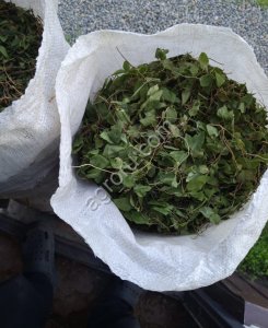 Боровая матка