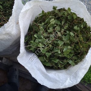 Боровая матка