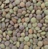 Чечевица зеленая оптом из России / Green Lentils from Russia | Export