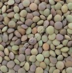 Чечевица зеленая оптом из России / Green Lentils from Russia | Export