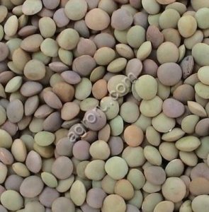 Чечевица зеленая оптом из России / Green Lentils from Russia | Export