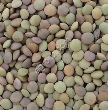 Чечевица зеленая оптом из России / Green Lentils from Russia | Export