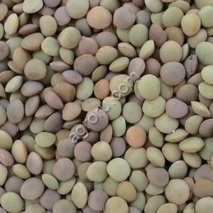 Чечевица зеленая оптом из России / Green Lentils from Russia | Export