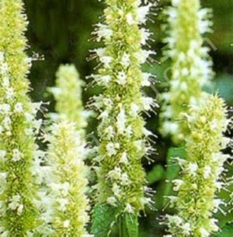 Лофант тибетский (Семена)