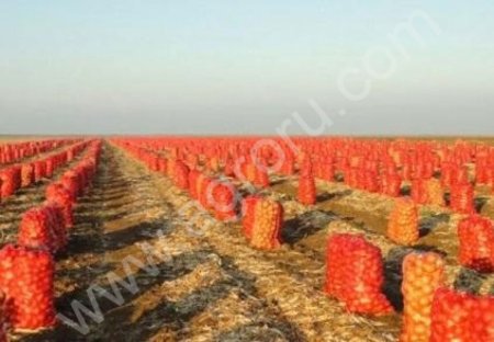 Репчатый лук ранний и поздний оптом