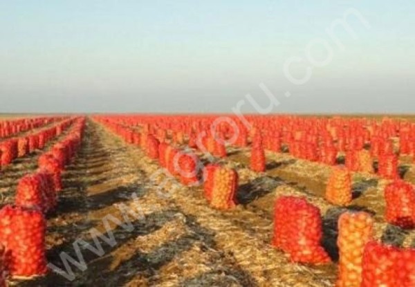 Репчатый лук ранний и поздний оптом