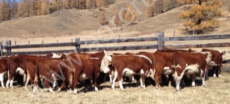 бычки казахской белоголовой породы.