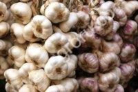 <strong>чеснок</strong> семена