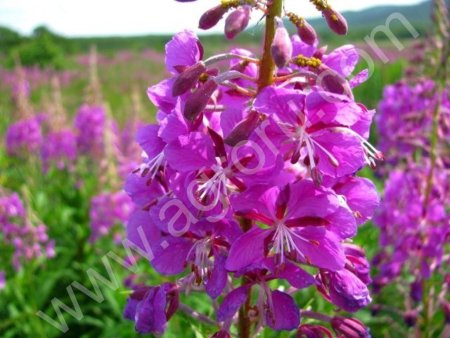 Кладезь витаминов Иван-чай.