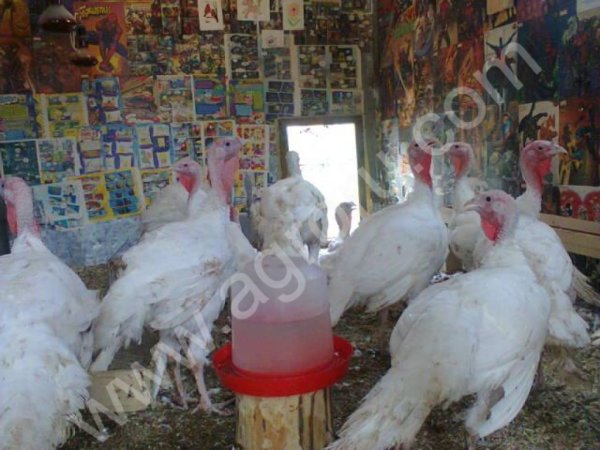 Индюшата ЗАПИСЬ НА ИЮНЬ,ИЮЛЬ