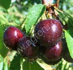 Саженцы Плодово-Ягодных культур .