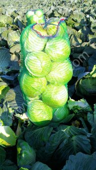 Капуста оптом от фермерского хозяйства