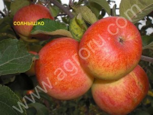 яблоки