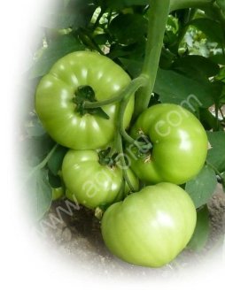 Семена томата KS 10 F1 фирмы КИТАНО