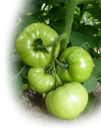 Семена томата KS 10 F1 фирмы КИТАНО