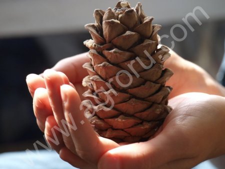 Кедровый орех, ядро кедрового ореха оптом