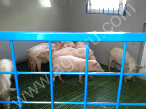 Модульная мини-ферма для откорма свиней