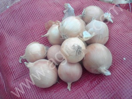 лук репчатый