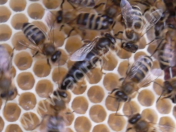 Пчелоопыление