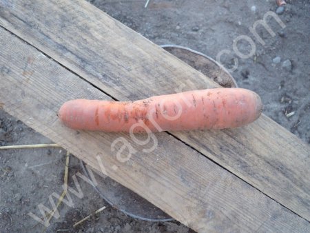 морковь сорт Дордонь