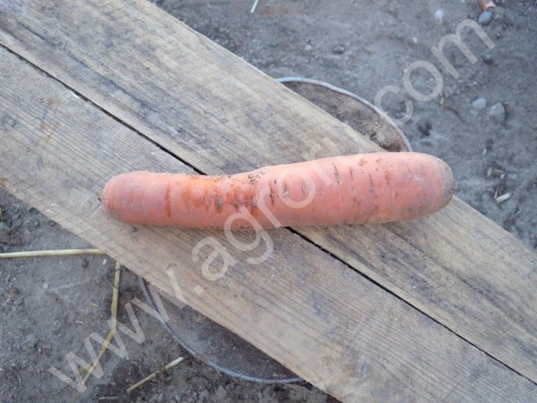 морковь сорт Дордонь