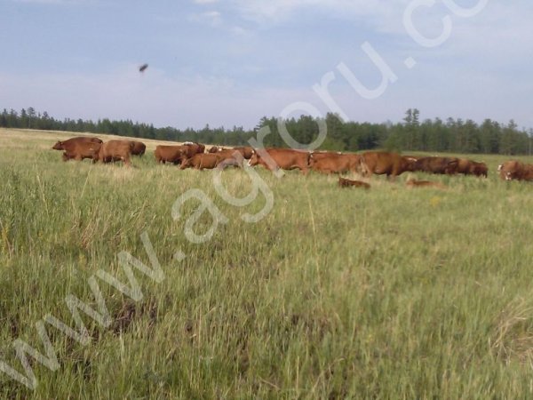 Калмыцкая мясная