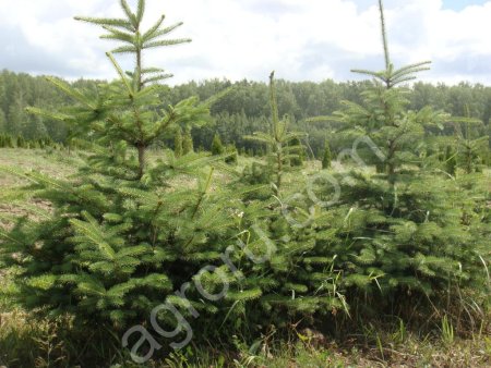 Ель голубая