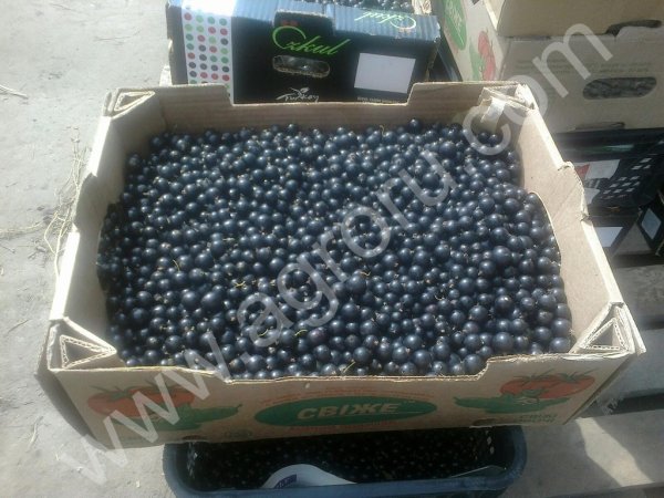 смородину оптом