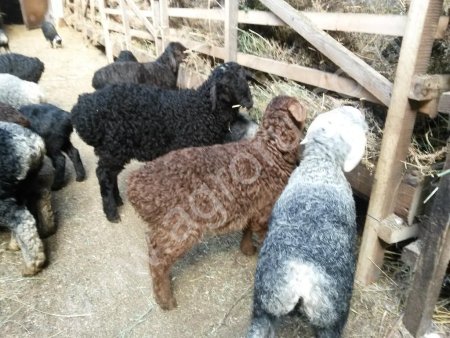 Овцы гиссарской породы