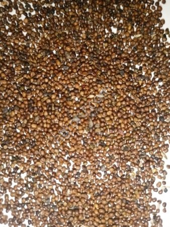 Семена Лядвенца рогатого