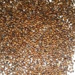 Семена Лядвенца рогатого