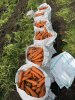 Морковь от производителя