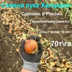 Семена лука Халцедон