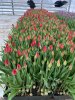 Тюльпаны оптом от производителя