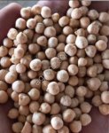 Семена нута (репродукция ЭС / РС1)